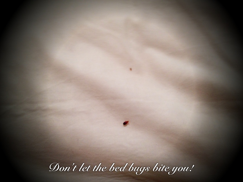 Donâ€™t let the bed bugs bite!